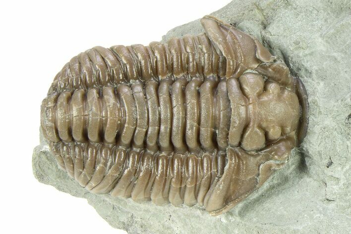 Flexicalymene Trilobite Fossil - Indiana #284134